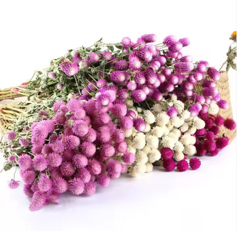 Natural Dried Preserved Flowers Bouquet Gomphrena